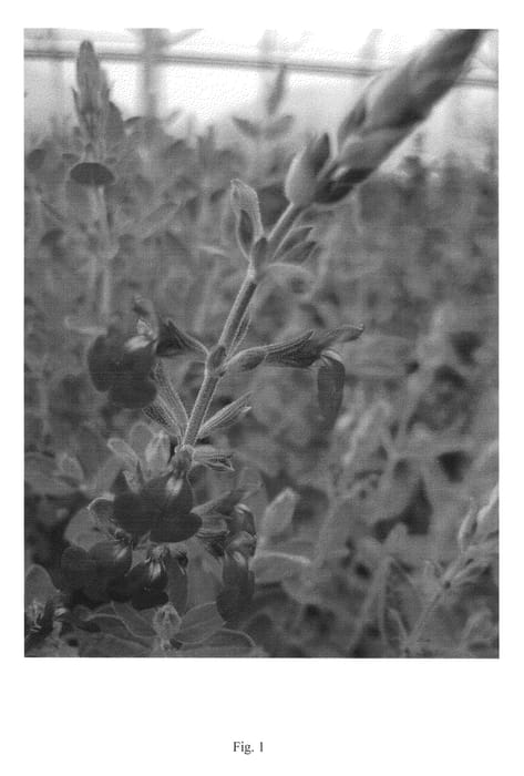Figure 1 of US plant patent PP23505, the photograph of BLEU ARMOR printed in the patent.