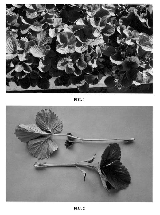 Figure 1 of US plant patent PP23506, the photograph of DrisStrawTwentyOne printed in the patent.