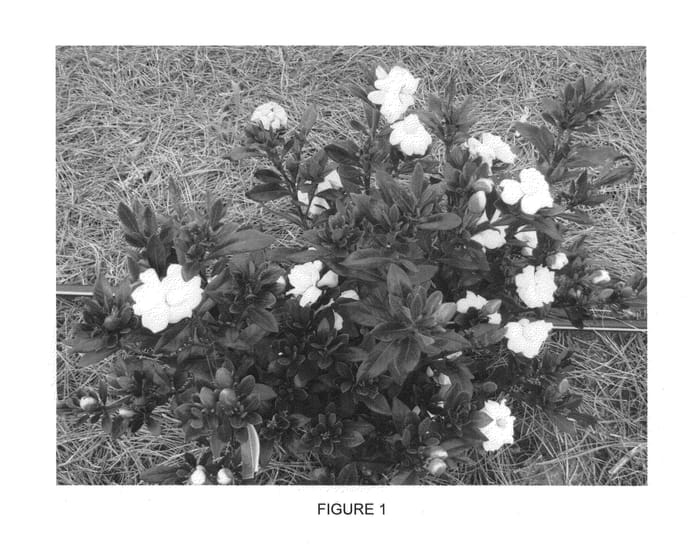 Figure 1 of US plant patent PP23507, the photograph of Double Mint printed in the patent.