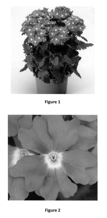 Figure 1 of US plant patent PP23508, the photograph of VEAZ0006 printed in the patent.