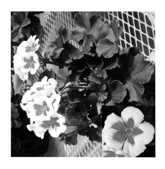 Figure 1 of US plant patent PP23509, the photograph of PECZ0003 printed in the patent.