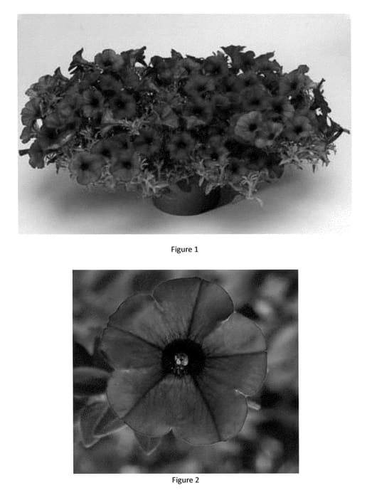 Figure 1 of US plant patent PP23510, the photograph of PEHY0002 printed in the patent.