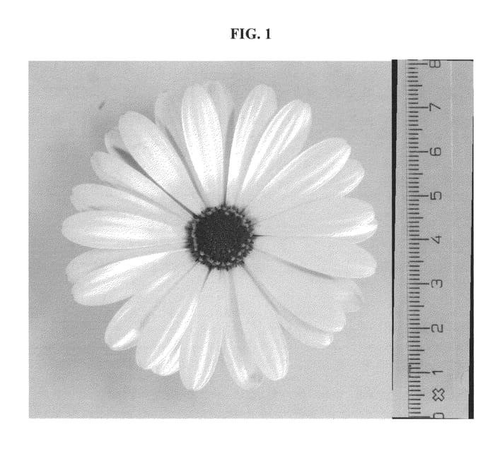 Figure 1 of US plant patent PP23511, the photograph of DAOSFEMTEN printed in the patent.
