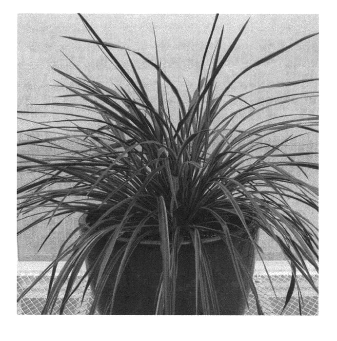 Figure 1 of US plant patent PP23512, the photograph of CORBZR01 printed in the patent.