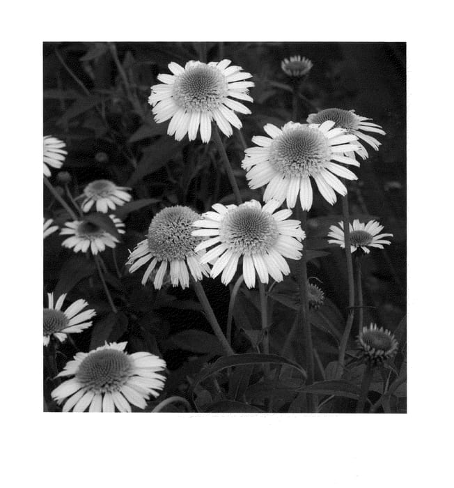 Figure 1 of US plant patent PP23513, the photograph of Secret Pride printed in the patent.