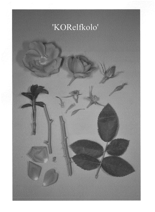 Figure 1 of US plant patent PP23514, the photograph of KORelfkolo printed in the patent.