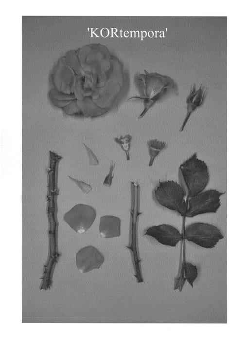 Figure 1 of US plant patent PP23515, the photograph of KORtempora printed in the patent.
