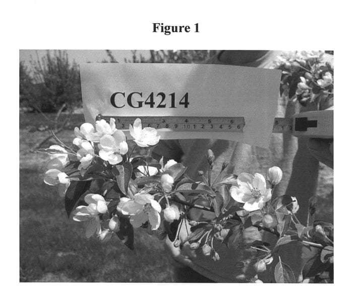 Figure 1 of US plant patent PP23516, the photograph of G.214 printed in the patent.