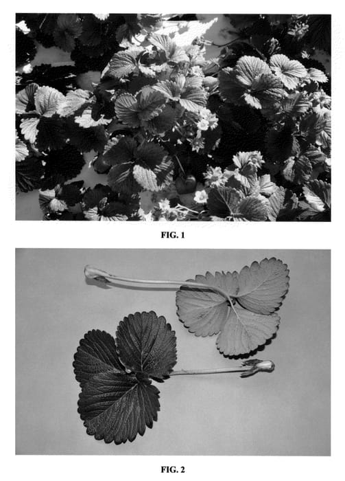 Figure 1 of US plant patent PP23517, the photograph of DrisStrawTwentyTwo printed in the patent.