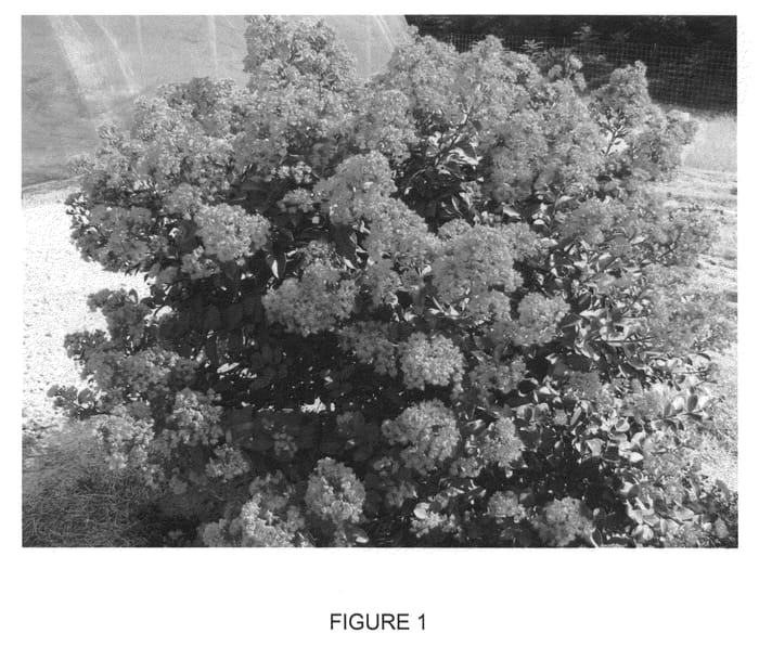 Figure 1 of US plant patent PP23518, the photograph of Plum Magic printed in the patent.