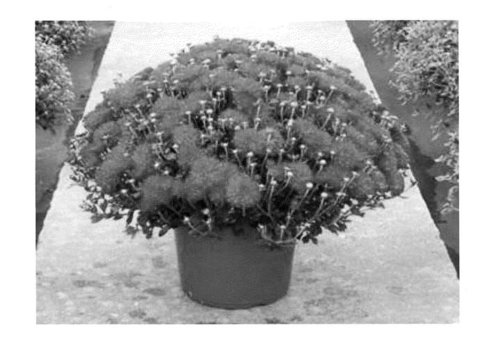Figure 1 of US plant patent PP23519, the photograph of Syhes Hored printed in the patent.