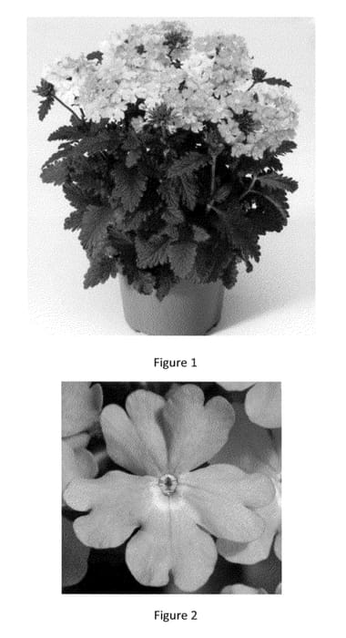 Figure 1 of US plant patent PP23520, the photograph of VEAZ0005 printed in the patent.
