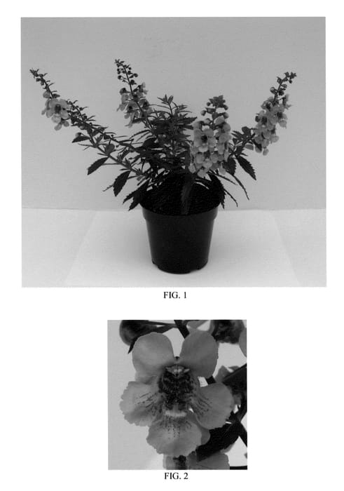 Figure 1 of US plant patent PP23521, the photograph of Balarcink printed in the patent.