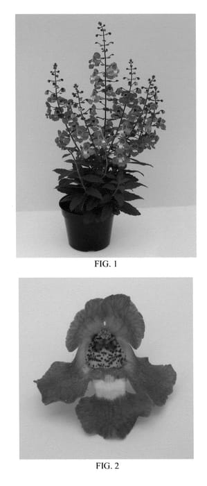 Figure 1 of US plant patent PP23522, the photograph of Balarcpur printed in the patent.