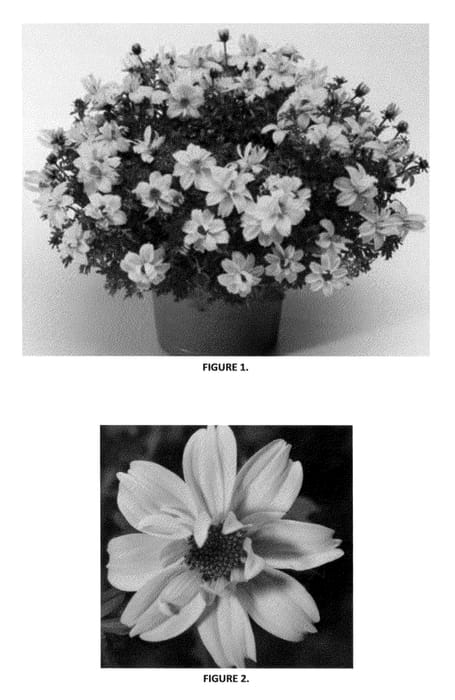 Figure 1 of US plant patent PP23523, the photograph of BIDZ0002 printed in the patent.
