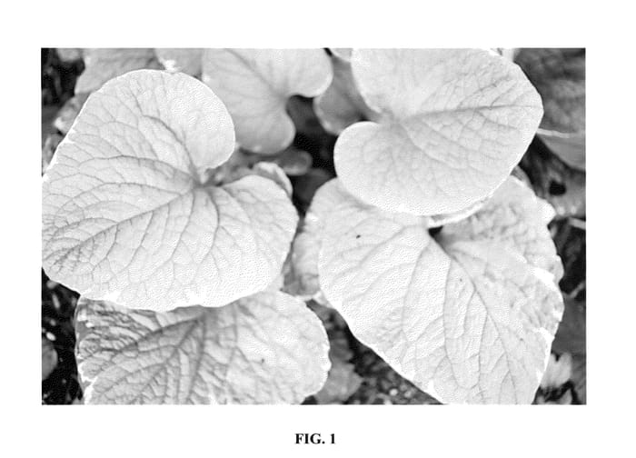 Figure 1 of US plant patent PP23524, the photograph of Nonurb printed in the patent.
