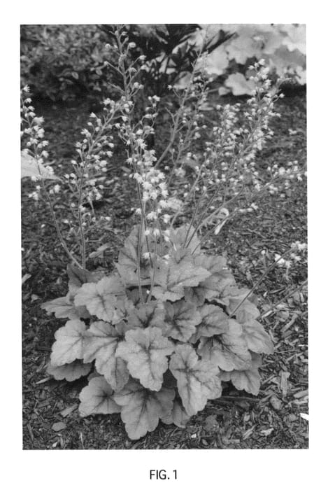 Figure 1 of US plant patent PP23527, the photograph of Cumberland printed in the patent.