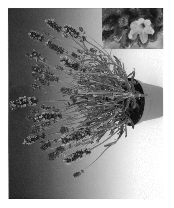 Figure 1 of US plant patent PP23528, the photograph of LAAZ0001 printed in the patent.