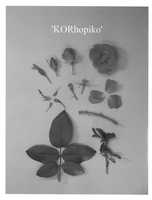 Figure 1 of US plant patent PP23529, the photograph of KORhopiko printed in the patent.