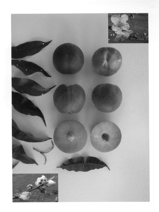 Figure 1 of US plant patent PP23530, the photograph of June Time printed in the patent.
