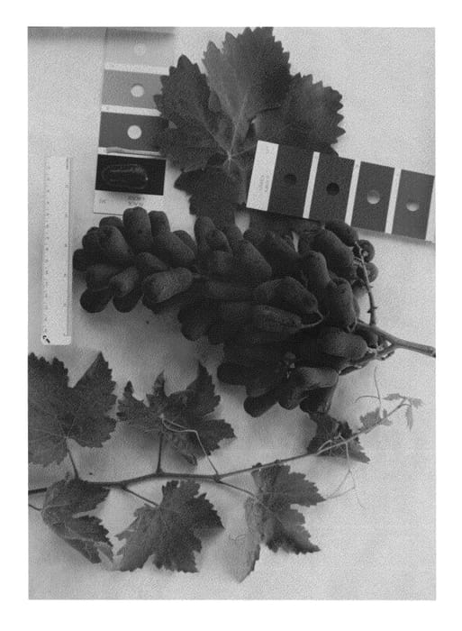 Figure 1 of US plant patent PP23531, the photograph of IFG Six printed in the patent.