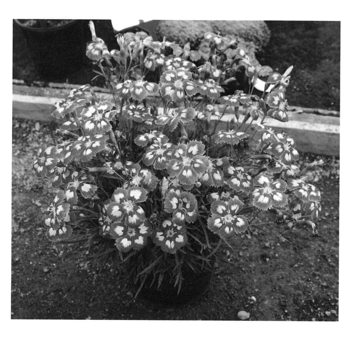 Figure 1 of US plant patent PP23533, the photograph of Angel of Desire printed in the patent.