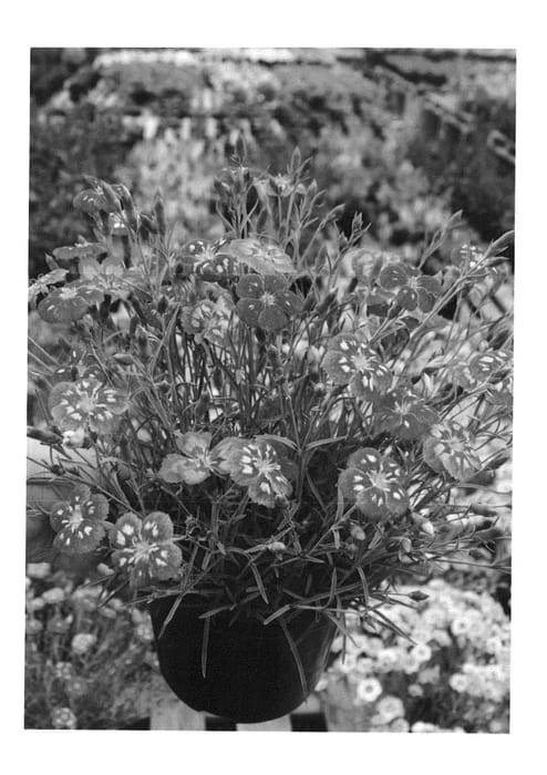 Figure 1 of US plant patent PP23534, the photograph of Angel of Charm printed in the patent.