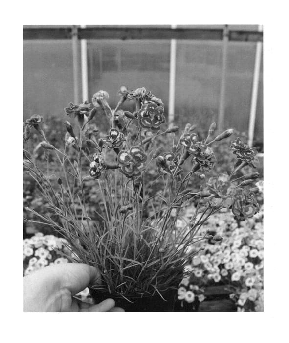 Figure 1 of US plant patent PP23535, the photograph of Angel of Forgiveness printed in the patent.
