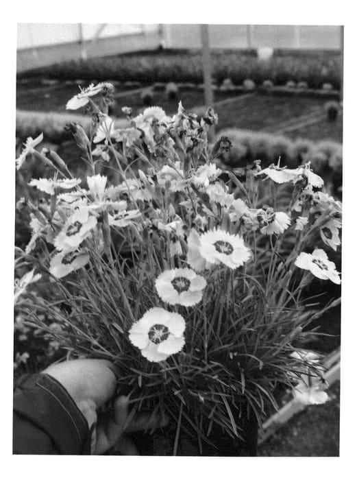 Figure 1 of US plant patent PP23536, the photograph of Angel of Peace printed in the patent.