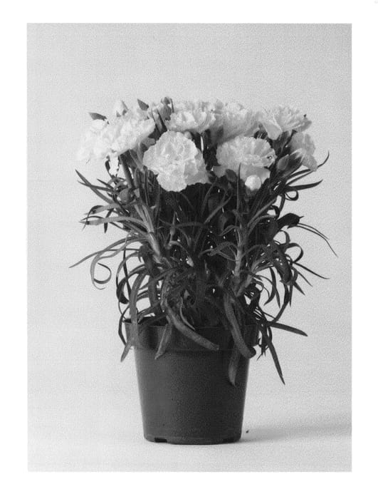 Figure 1 of US plant patent PP23537, the photograph of CFPC Mele printed in the patent.