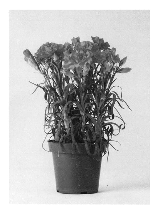 Figure 1 of US plant patent PP23538, the photograph of CFPC Mana printed in the patent.