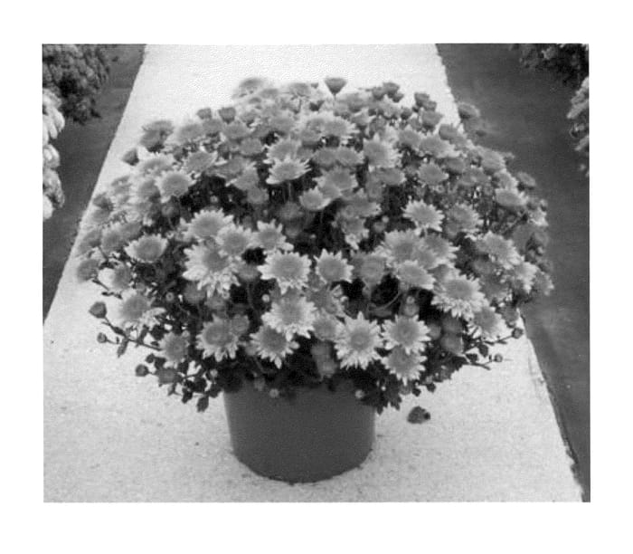 Figure 1 of US plant patent PP23539, the photograph of Syema Oranbi printed in the patent.