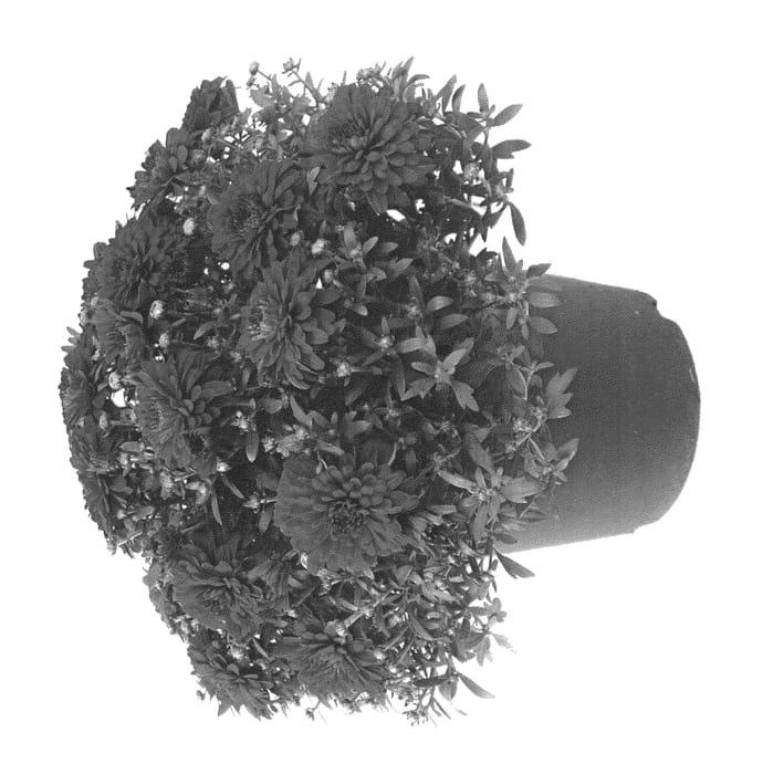 Figure 1 of US plant patent PP23540, the photograph of Plum Crazy printed in the patent.
