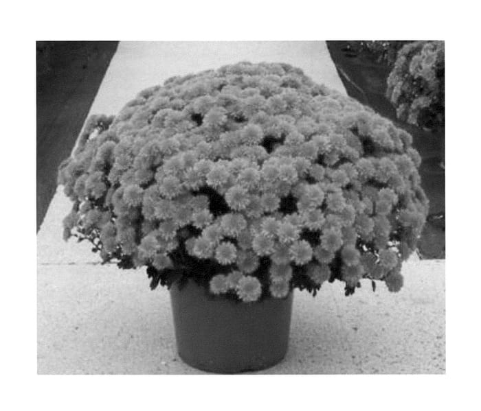 Figure 1 of US plant patent PP23541, the photograph of Symarj Col printed in the patent.