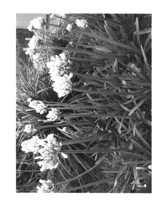 Figure 1 of US plant patent PP23542, the photograph of Pavlova printed in the patent.