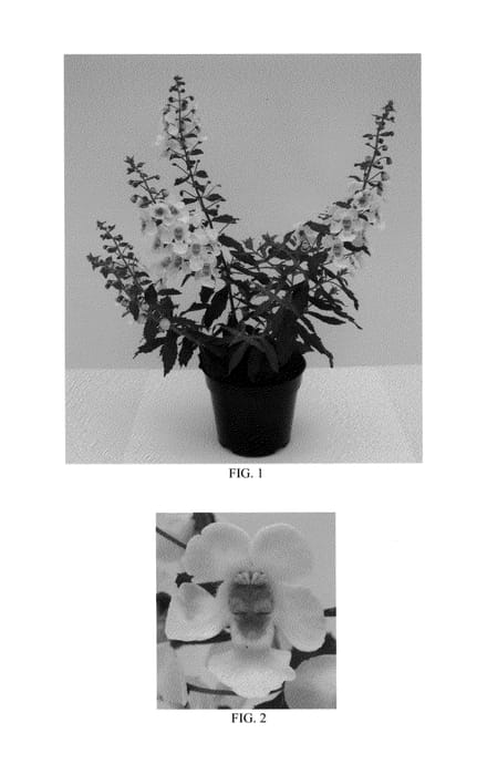 Figure 1 of US plant patent PP23543, the photograph of Balarcwite printed in the patent.
