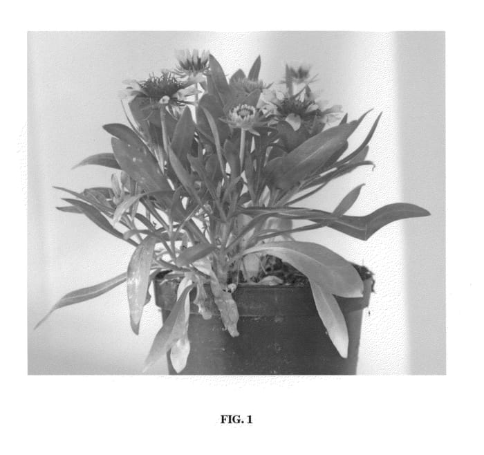 Figure 1 of US plant patent PP23544, the photograph of Lucky Wheeler printed in the patent.