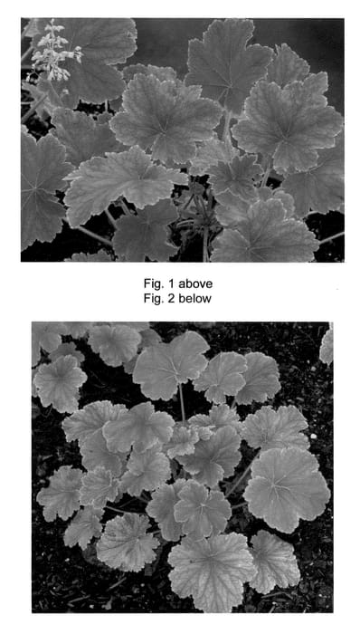Figure 1 of US plant patent PP23545, the photograph of Delta Dawn printed in the patent.