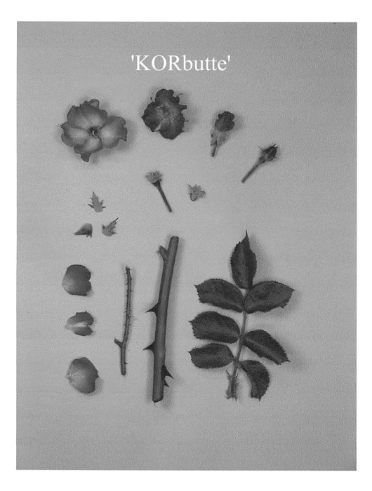 Figure 1 of US plant patent PP23546, the photograph of KORbutte printed in the patent.