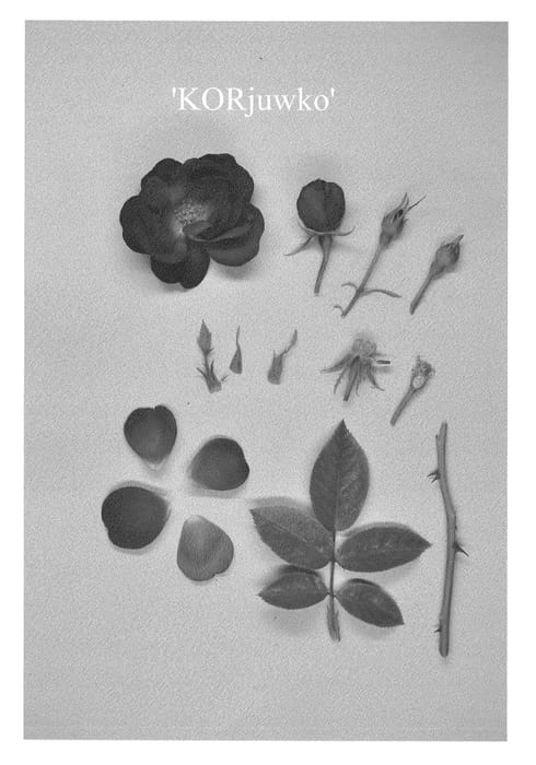 Figure 1 of US plant patent PP23547, the photograph of KORjuwko printed in the patent.
