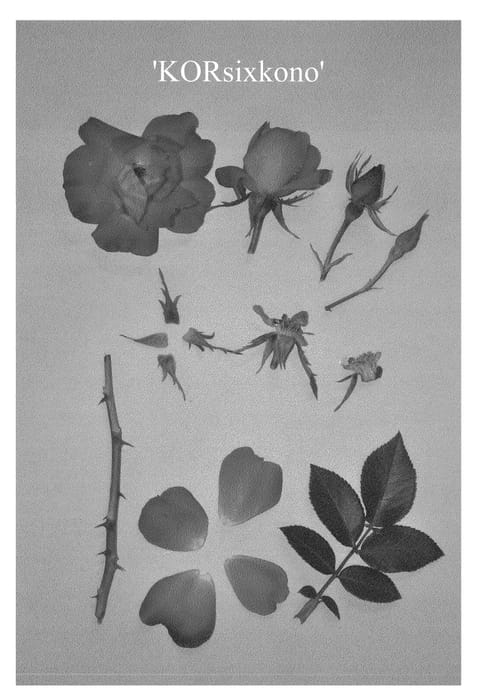 Figure 1 of US plant patent PP23548, the photograph of KORsixkono printed in the patent.