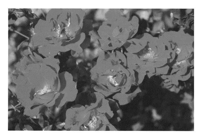 Figure 1 of US plant patent PP23549, the photograph of Sprothrive printed in the patent.