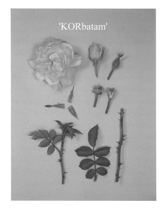 Figure 1 of US plant patent PP23550, the photograph of KORbatam printed in the patent.