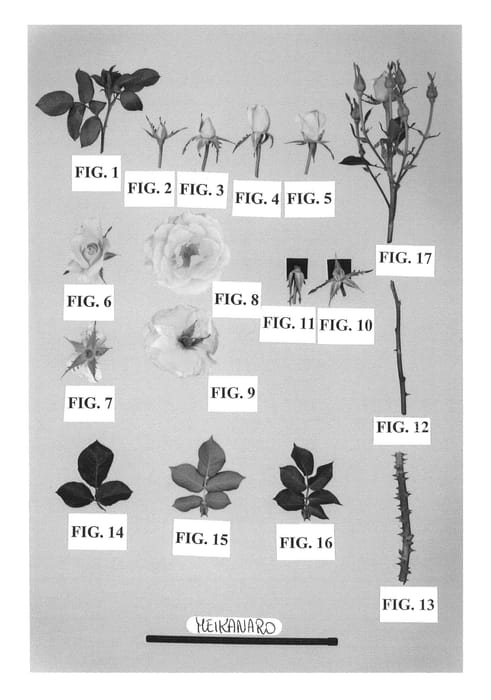 Figure 1 of US plant patent PP23551, the photograph of Meikanaro printed in the patent.
