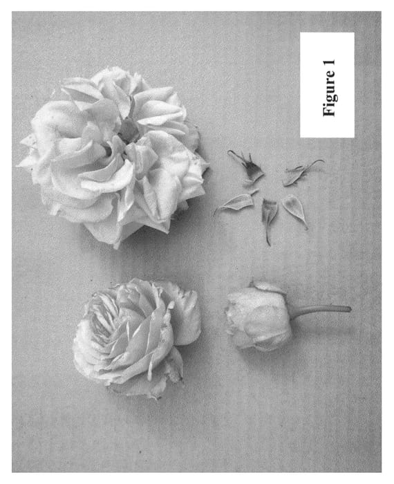 Figure 1 of US plant patent PP23552, the photograph of Poulpal031 printed in the patent.