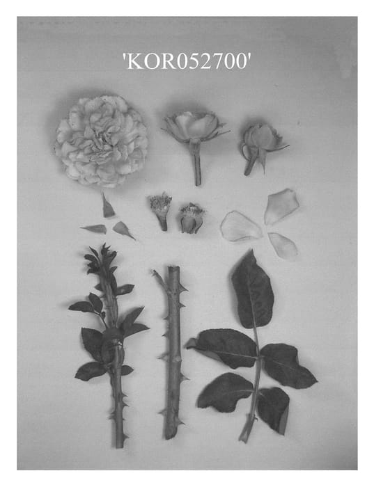 Figure 1 of US plant patent PP23553, the photograph of KOR052700 printed in the patent.