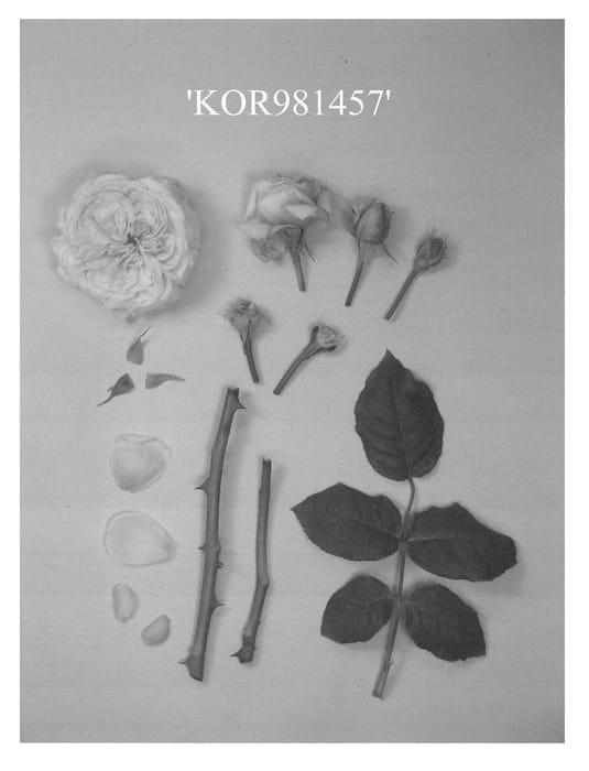 Figure 1 of US plant patent PP23554, the photograph of KOR981457 printed in the patent.