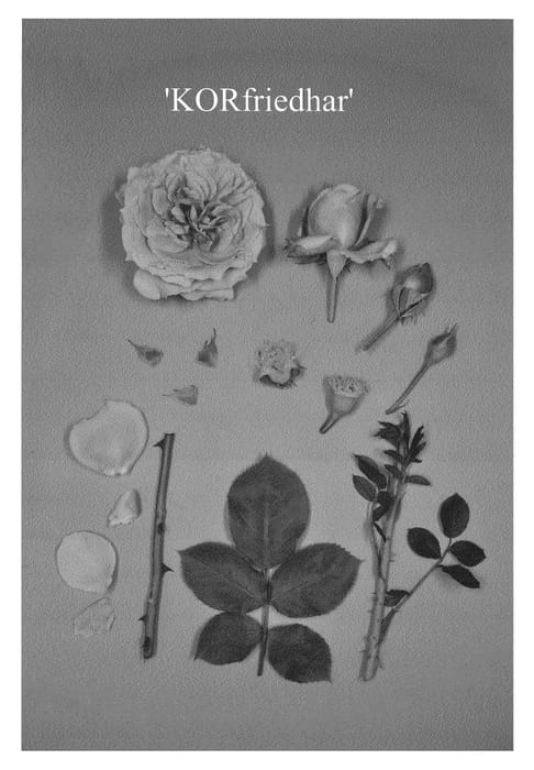 Figure 1 of US plant patent PP23555, the photograph of KORfriedhar printed in the patent.