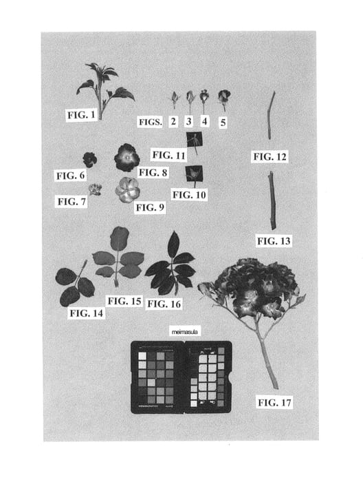 Figure 1 of US plant patent PP23556, the photograph of Meimasula printed in the patent.