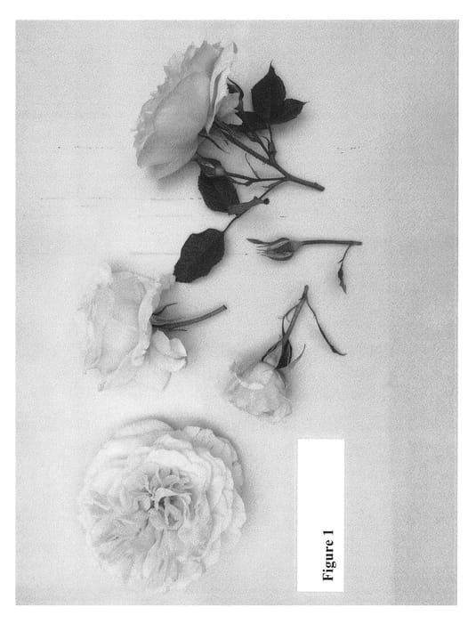 Figure 1 of US plant patent PP23557, the photograph of Poulcas033 printed in the patent.